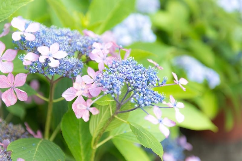 ガクアジサイの花の写真