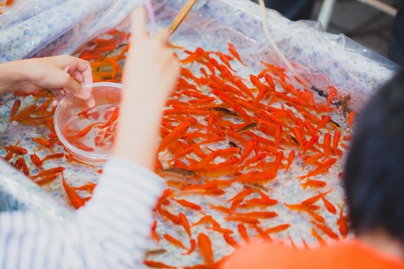 夏祭りの金魚すくいの写真