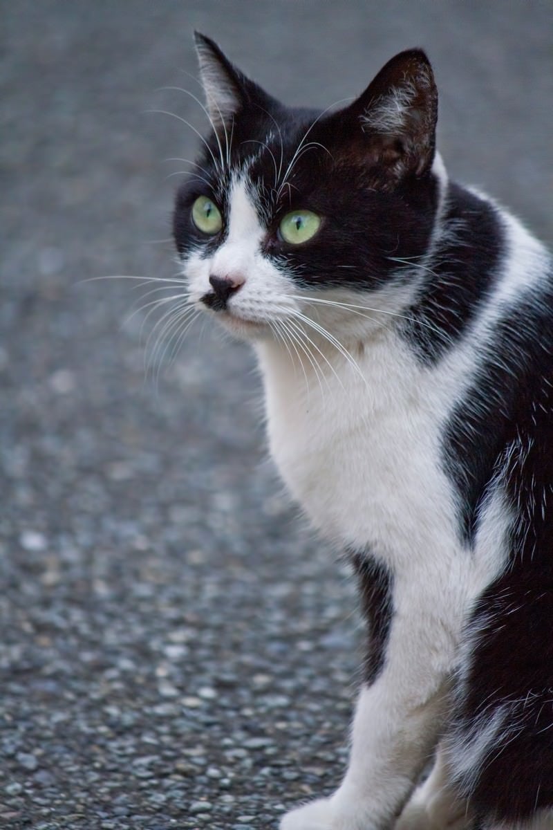 凝視する猫の写真