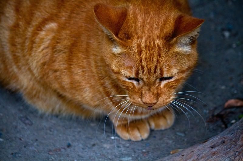 お座りする茶猫の写真