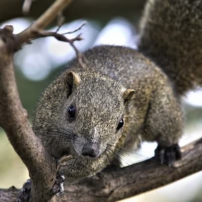 木に掴まる野生のリスの写真