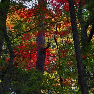 黄葉した森の写真