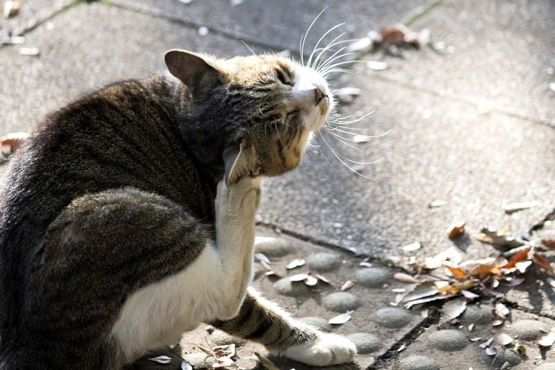 首を掻く猫の写真