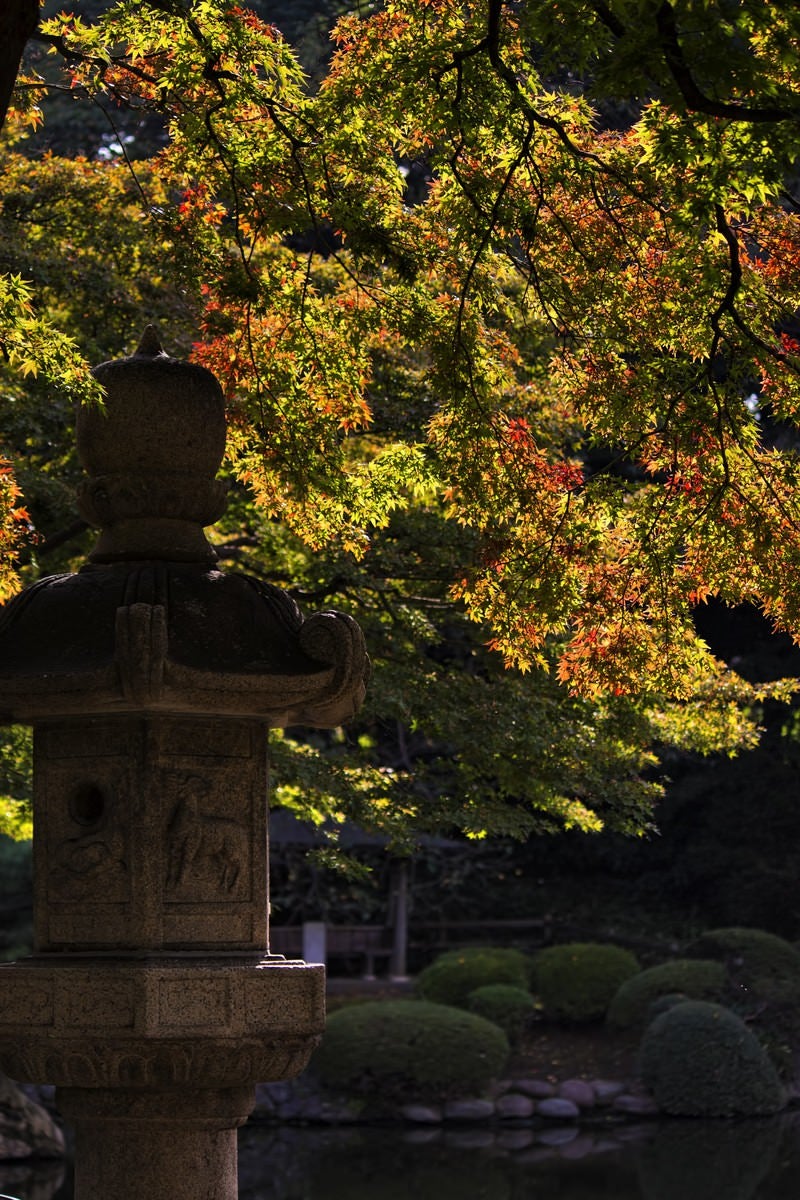 「灯篭と黄葉しはじめの庭園」の写真