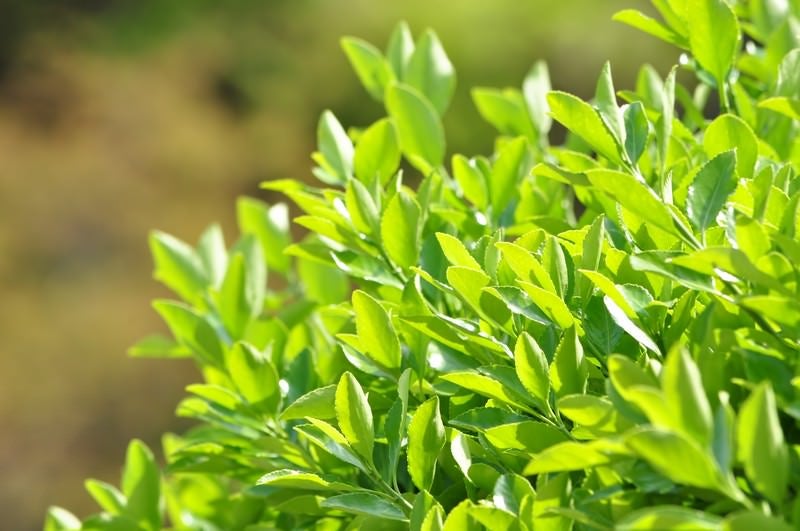 青々と茂った植物の写真