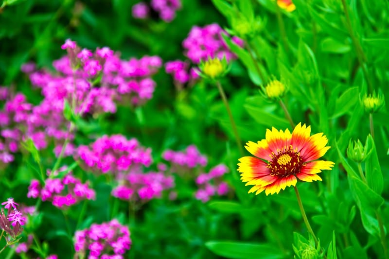 黄色とオレンジ色の花の写真