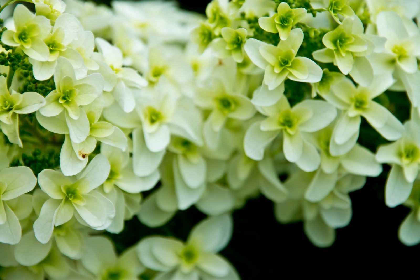 「エメラルド色の花」の写真