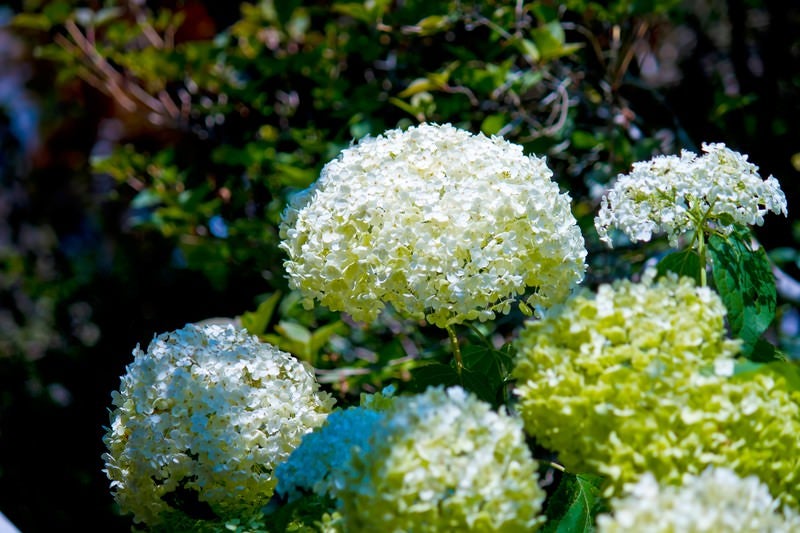 白く咲く紫陽花の写真