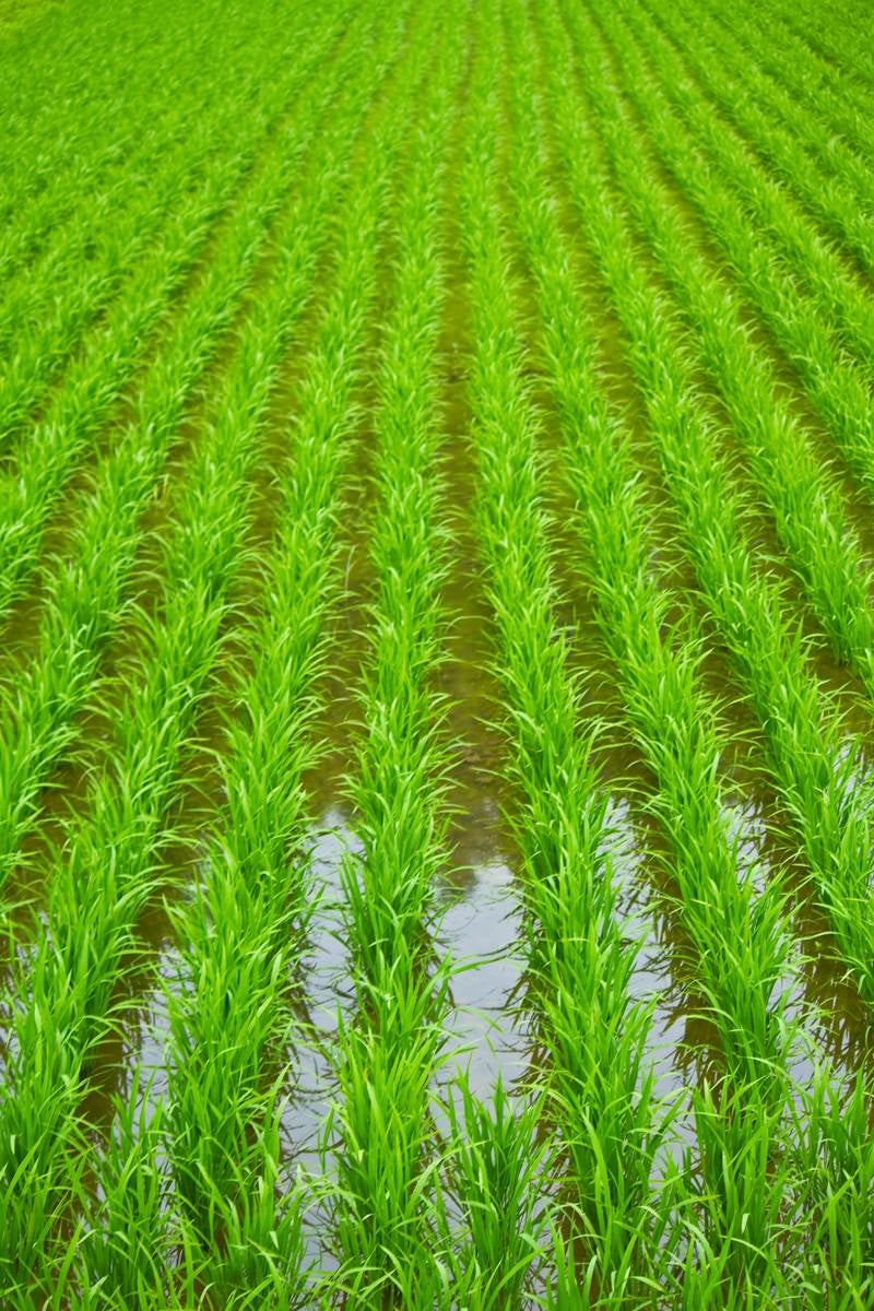 田植えされた田んぼの写真