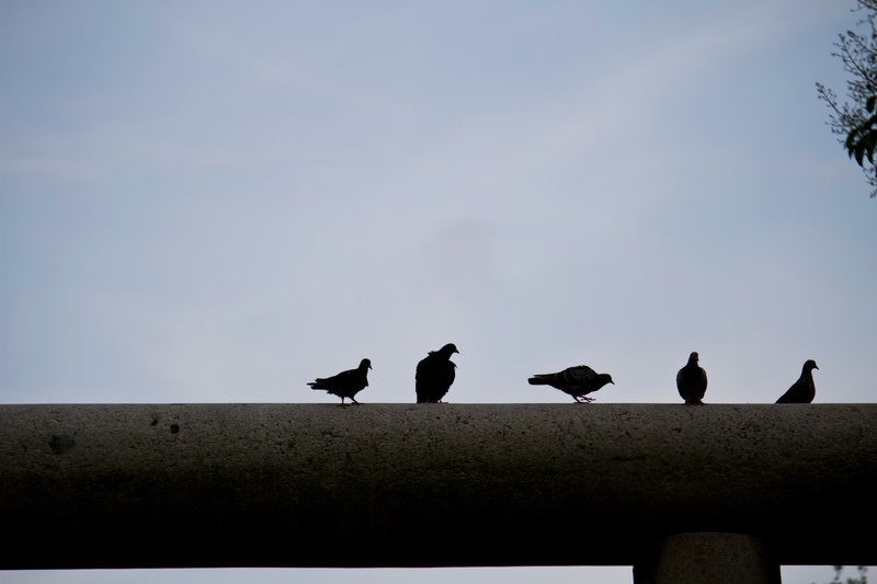 鳥居の上の鳩の写真