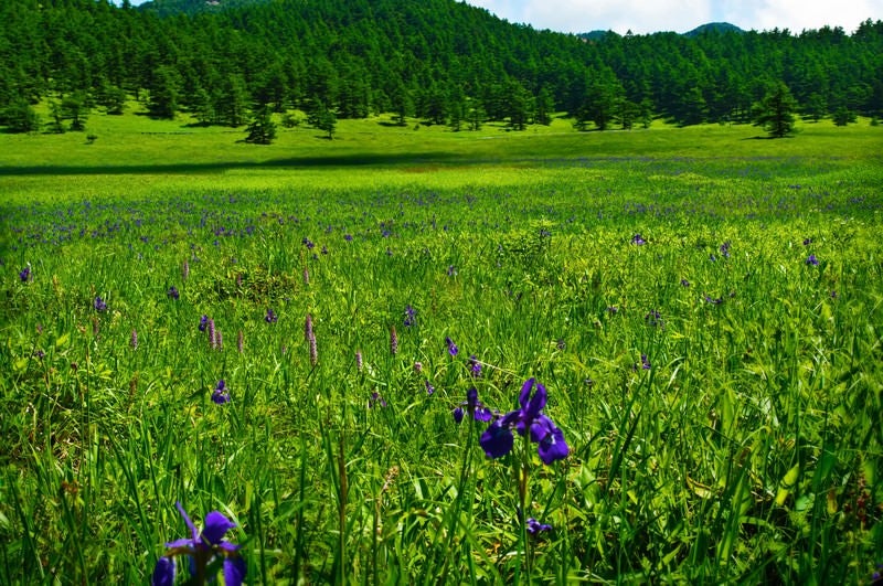 湯の丸高原池のあやめの写真