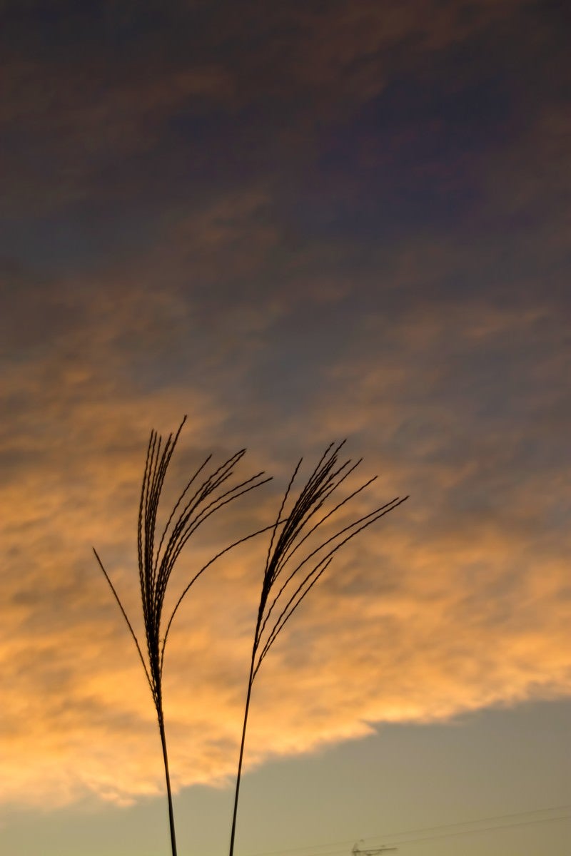 すすきと夕暮れの写真