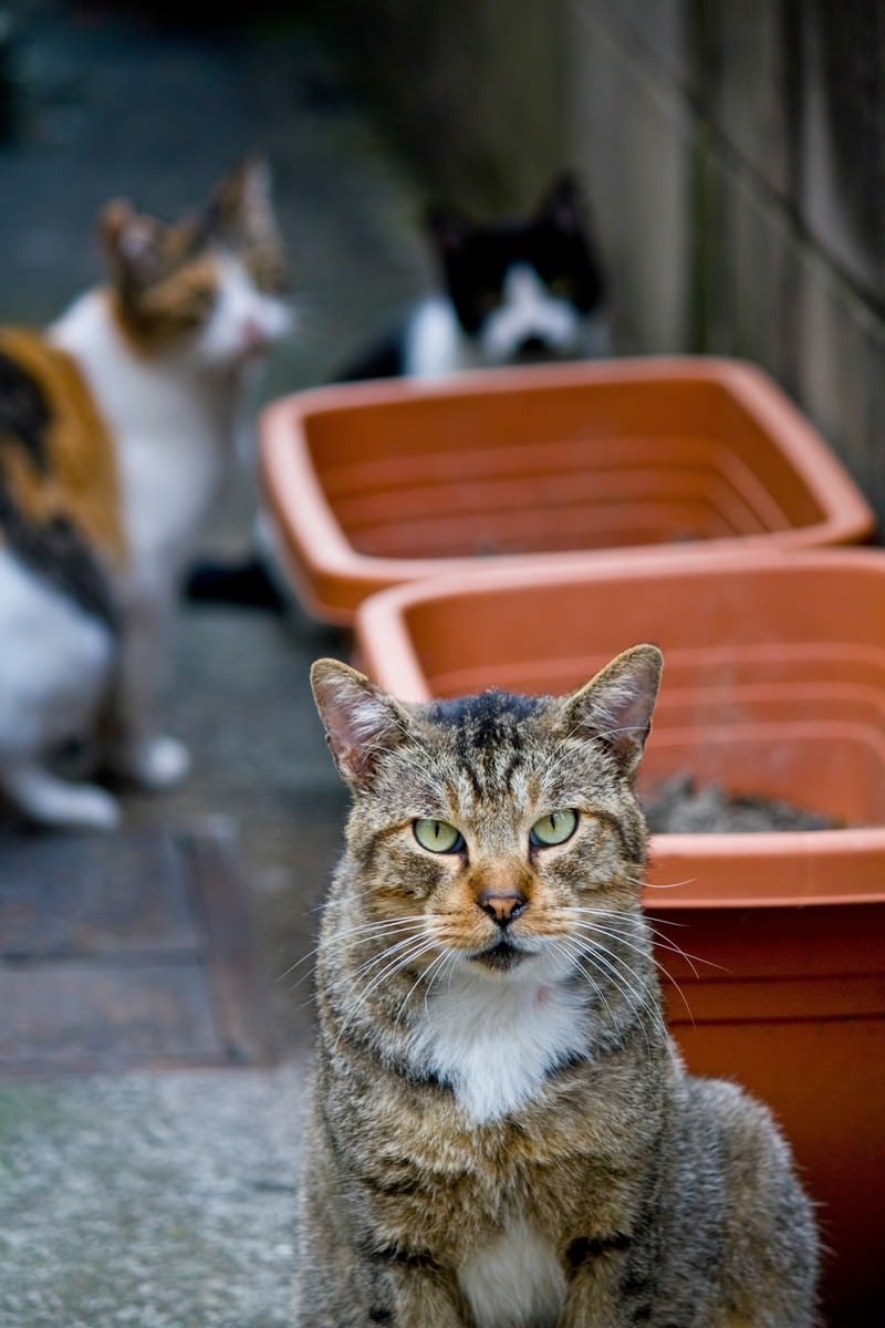 小道の猫３匹の写真