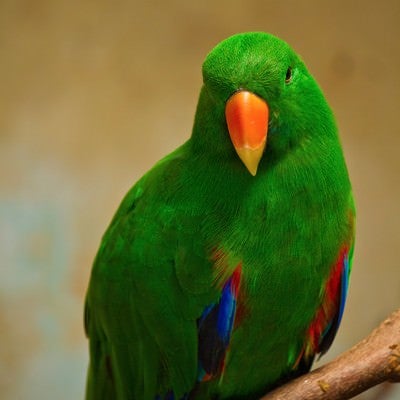 緑のインコちゃんの写真