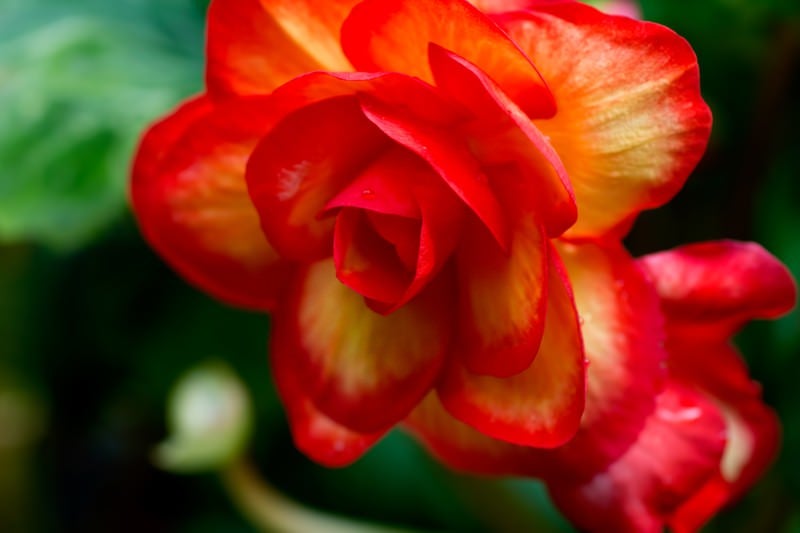 水滴がついた赤い薔薇の写真