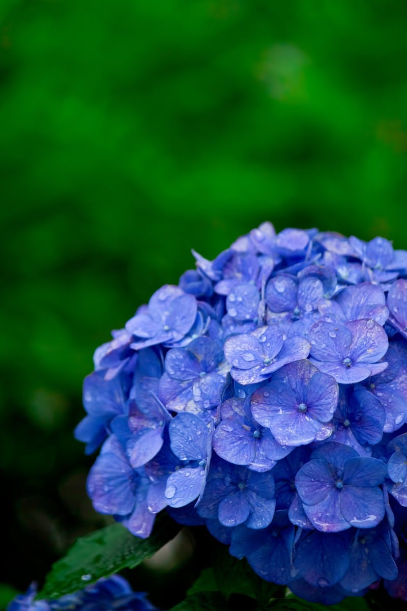 雨に濡れた紫陽花の写真