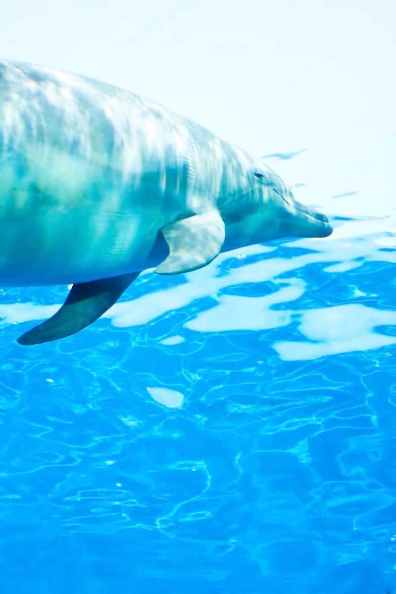 水族館のイルカの写真