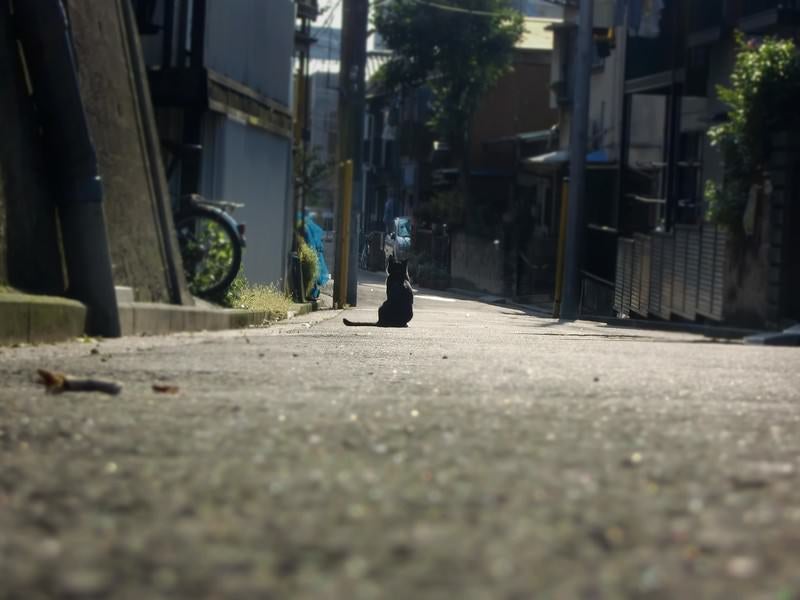 主人の帰りを待つ猫の写真