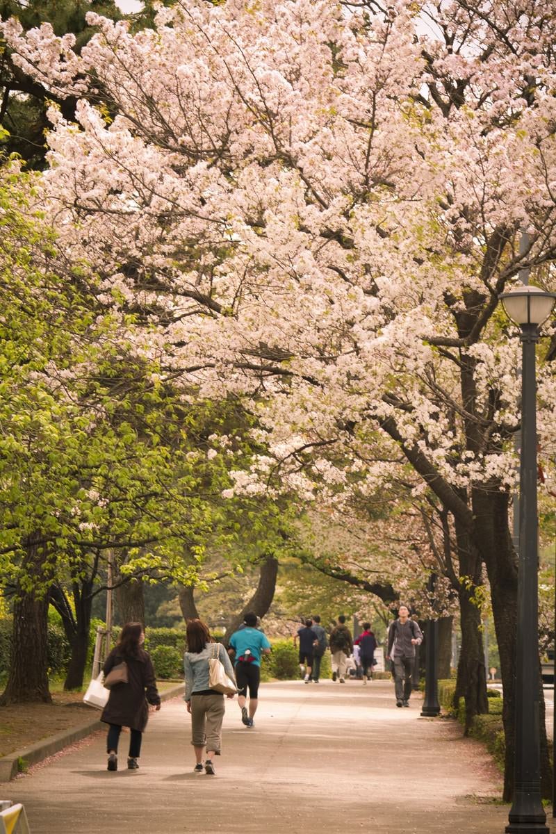 皇居の桜並木の写真