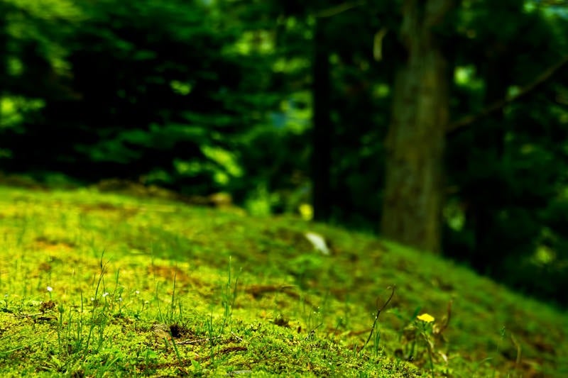 山の上の野原の写真