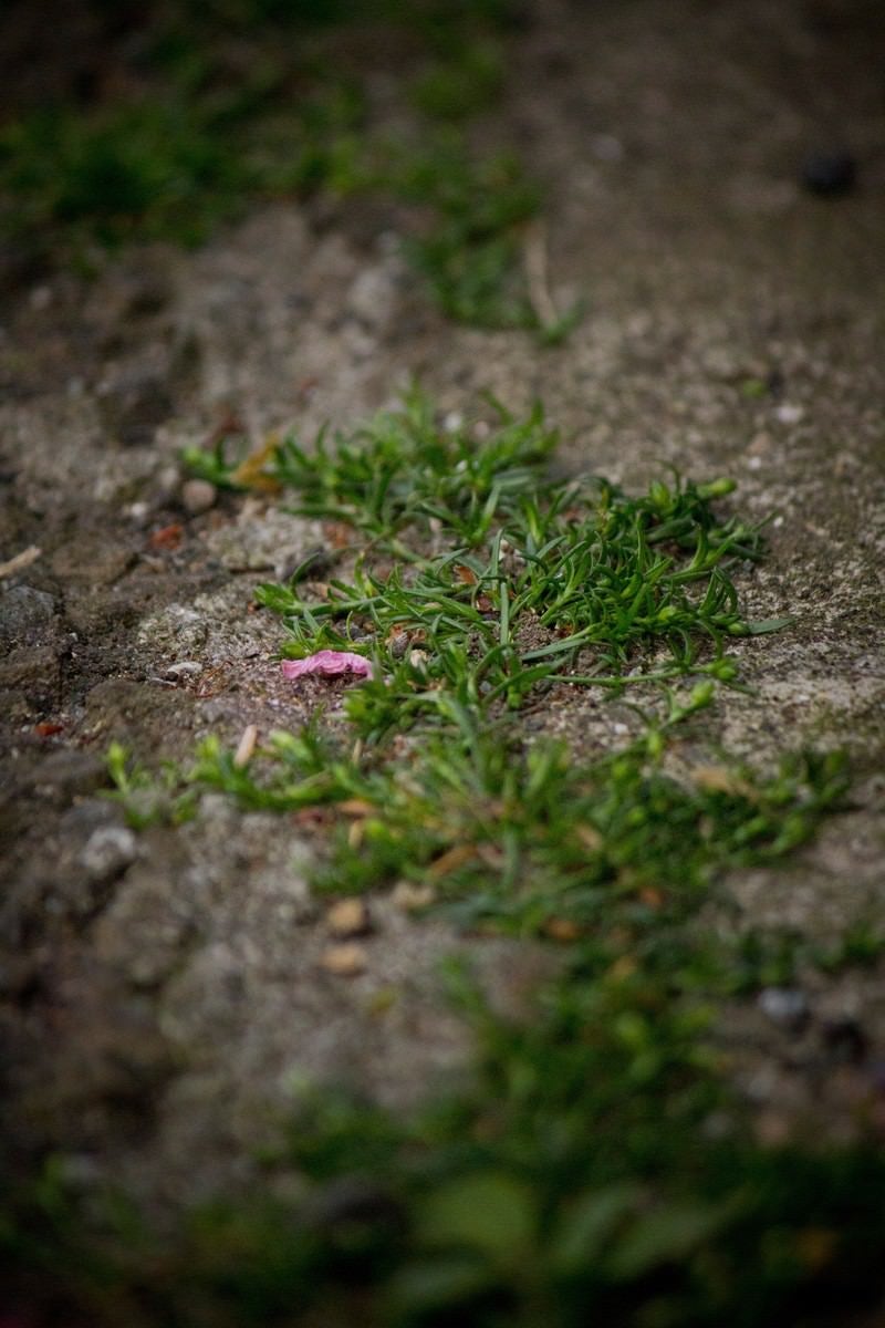 道端の雑草と花びらの写真