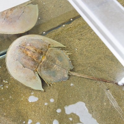 伊万里湾のカブトガニ（飼育室）の写真