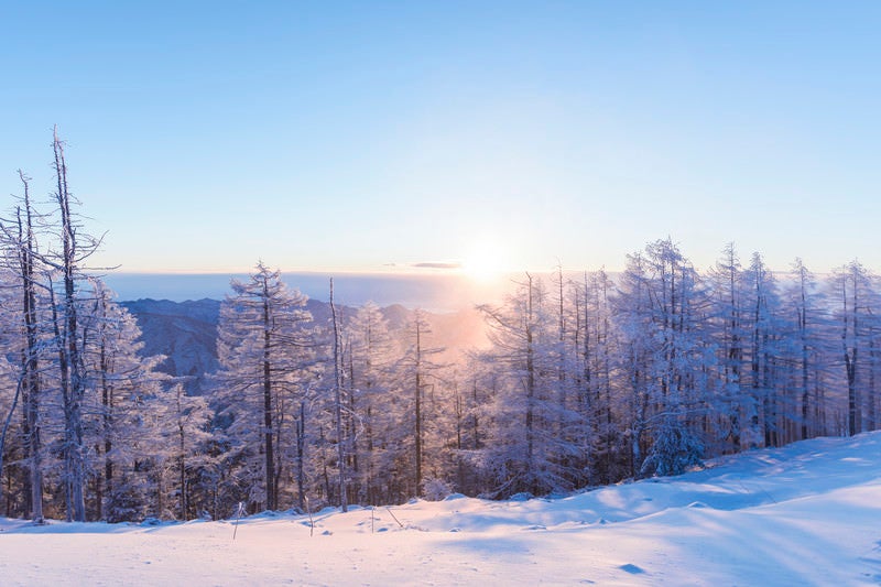 朝日に照らされる霧氷と雪（雲取山）の写真