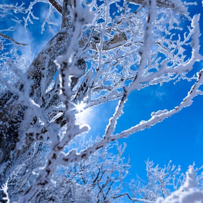 霧氷に差し込む太陽の光（上州武尊山）の写真