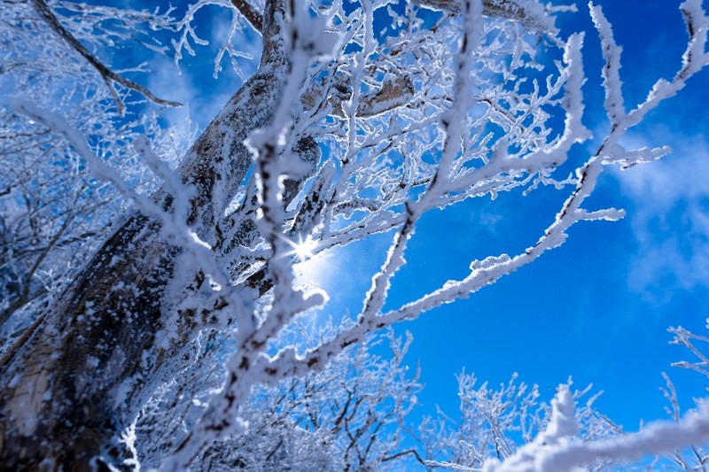 霧氷に差し込む太陽の光（上州武尊山）の写真