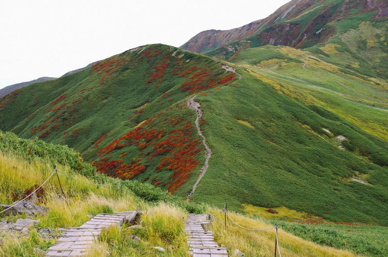 紅葉のナナカマドが待つ登山道へと続く道の写真