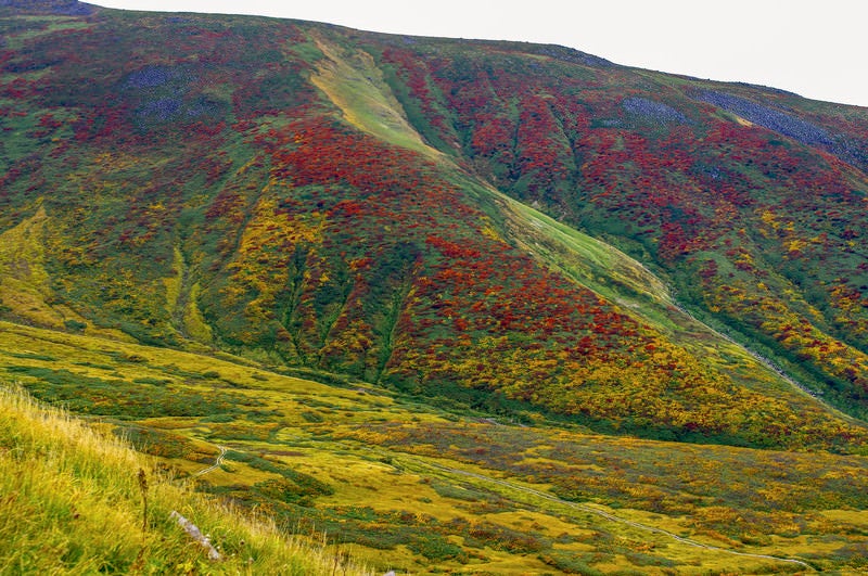 見事に色づいた（紅葉期）月山の山肌の写真