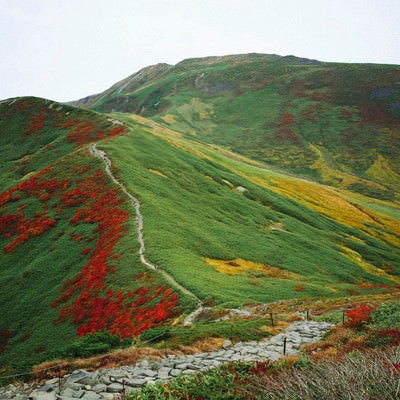 赤と緑と黄色に彩られた月山の景色の写真