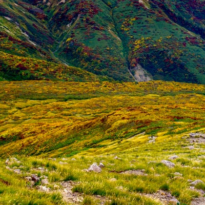 金色に染まる月山の山肌の写真