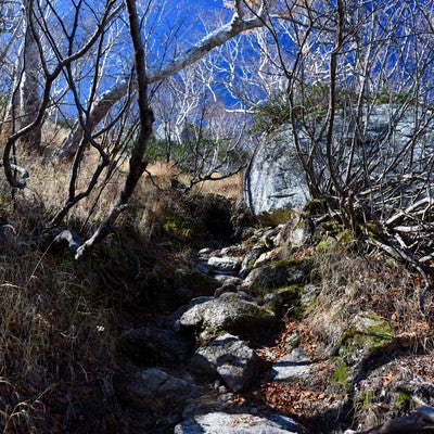 冬枯れの木々の隙間を縫って登る登山道（甲斐駒ヶ岳）の写真