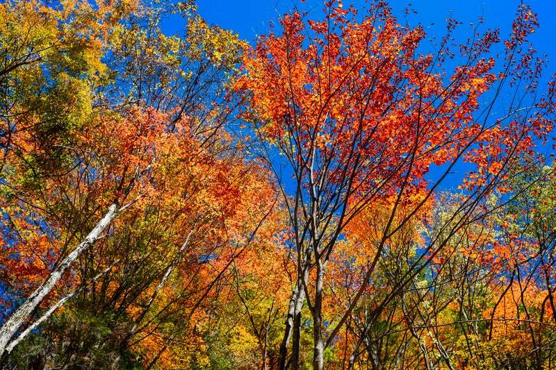 恵那山の絢爛豪華な紅葉の写真