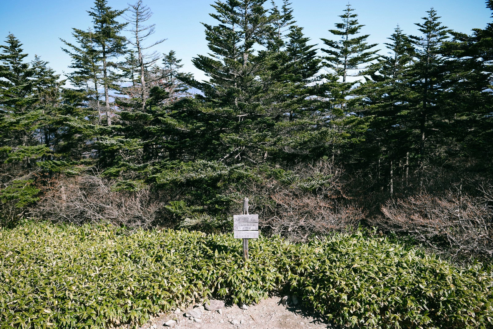 「森の中の恵那山山頂の様子はこちら」の写真