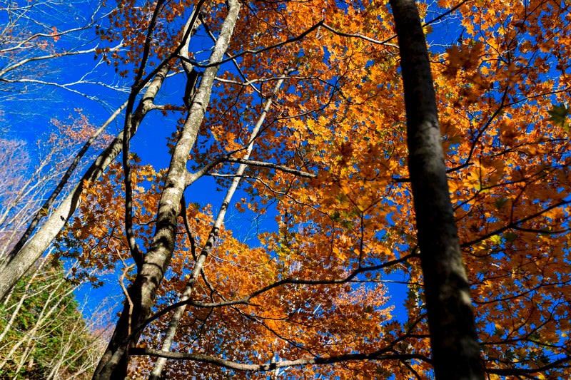 紅葉と青空の恵那山（えなさん）の写真