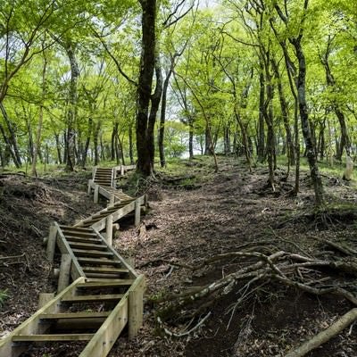 新緑の登山道（丹沢山中）の写真