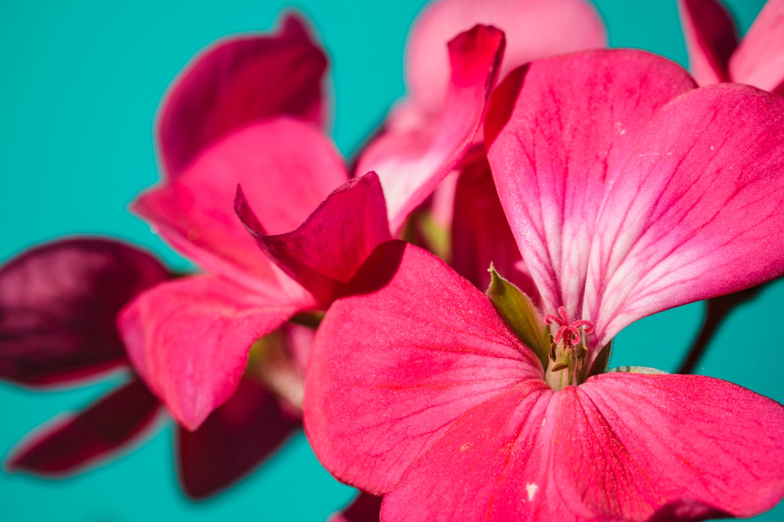 「ペラルゴニウムの花」の写真