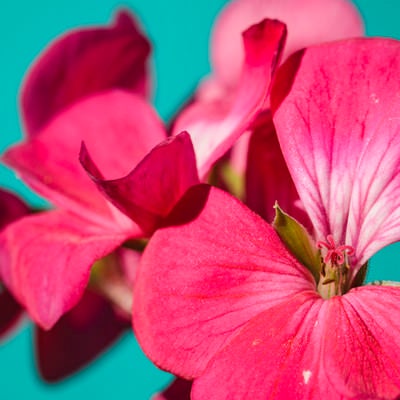 ペラルゴニウムの花の写真