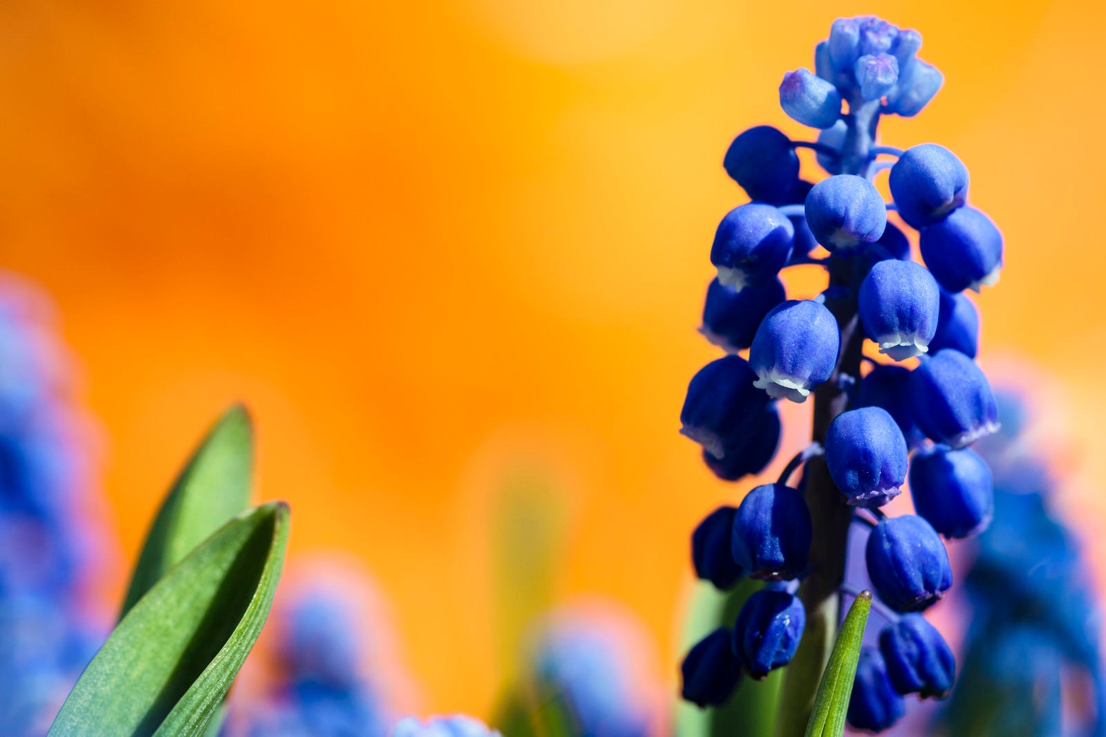 「ムスカリの花」の写真