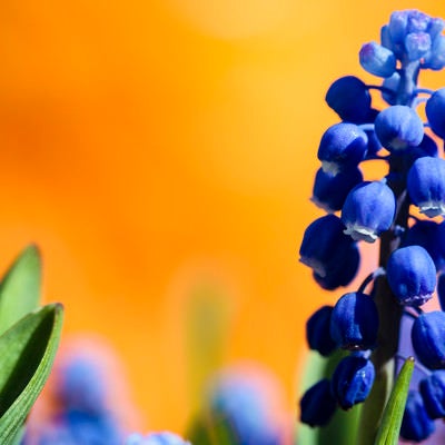 ムスカリの花の写真