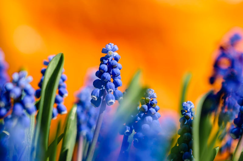 花畑を彩るムスカリの写真