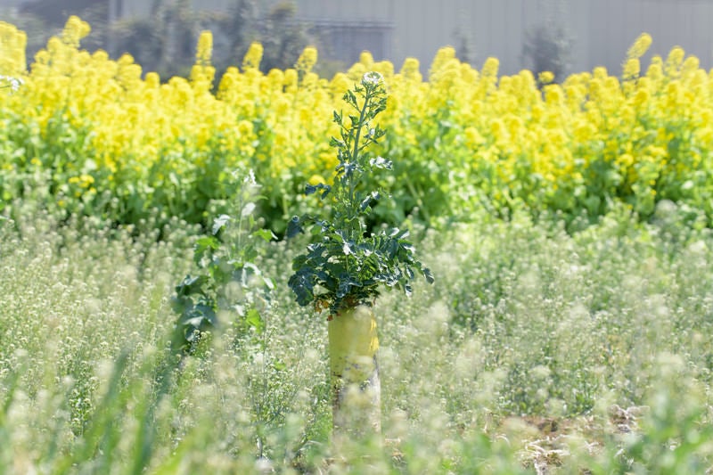 菜の花畑に咲く大根の写真