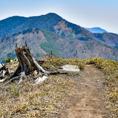 枯れた切り株の向こうにそびえる山々の写真