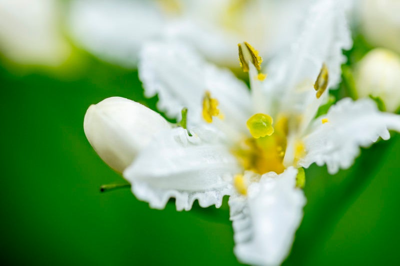 イワイチョウの花（岩銀杏）の写真