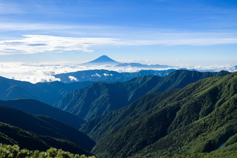 南アルプスの深い森から見る富士山の写真