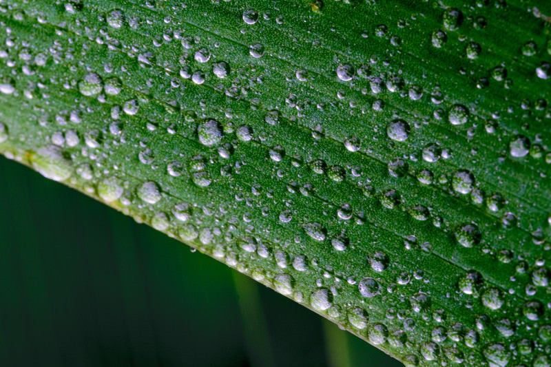 草の表面にまとわりつく水滴の写真