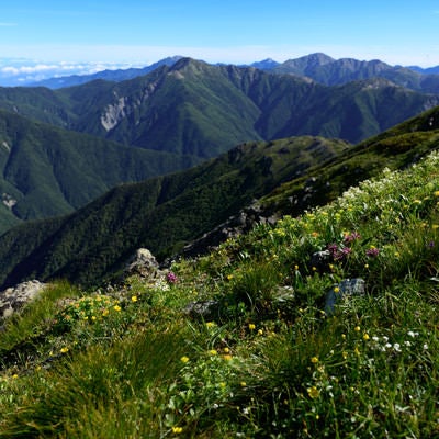 山に咲く花と南アルプス北部の山々の写真