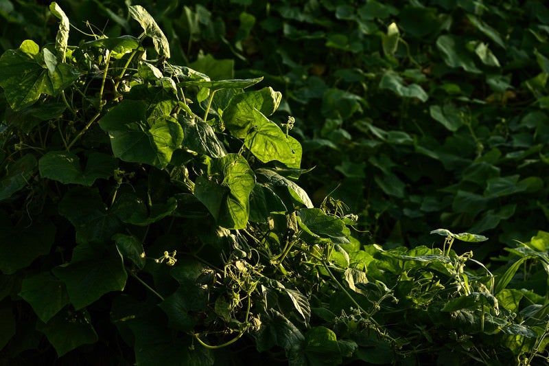 夕日を受ける雑草（つる植物）の写真